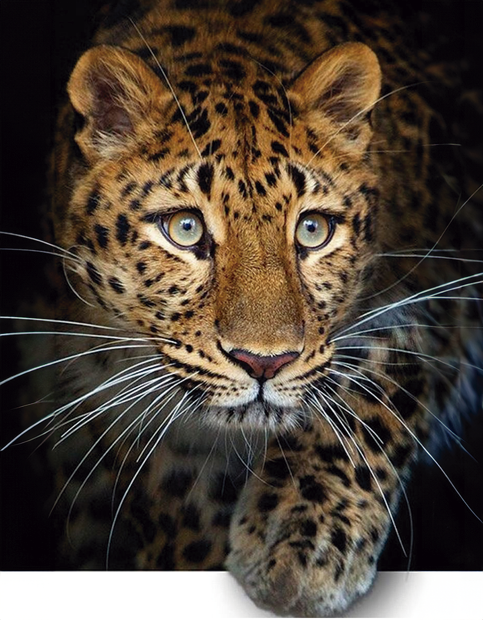 Leopardo 3D